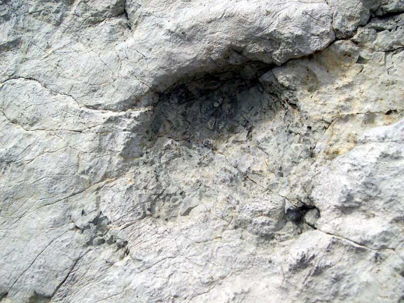 Jurassic Pelmetto